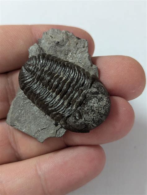 large phacops rana trilobite  buffalo  york etsy