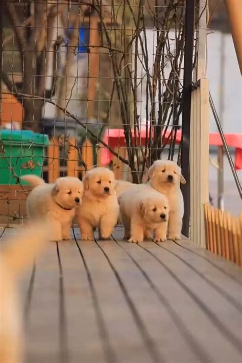 The best pet videos | Золотистые ретриверы, Щенки лабрадора, Ретривер
