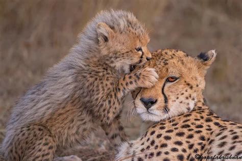 adorable cheetah cubs playing   wild cheetah cub  dog