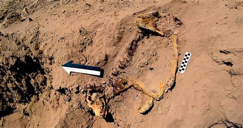 Remains of 1,000-year-old dog found in ancient…