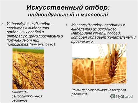 Презентация на тему: "Селекция растений. Методы селекции растений ...