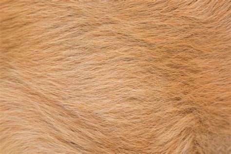 Pelo Ou Pêlo De Cachorro - Pêlo de cachorro animal. | Foto Premium