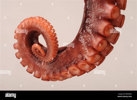 Tentacle hi-res stock photography and images - Alamy