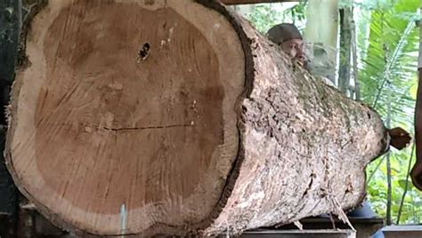 jenis kayu jati  bagus  material bangunan  furniture