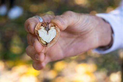 Walnuts: A Superfood To Prevent Heart Disease - California Walnuts India