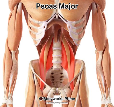 Psoas Major Muscle Anatomy - Bodyworks Prime