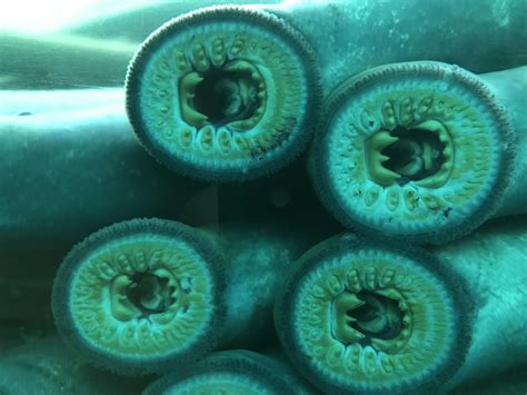 Lampreys devouring aquarium glass : r/natureismetal