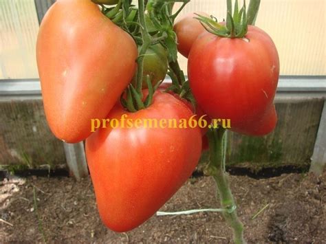 Знаменитая клубника миссис Шлаубах