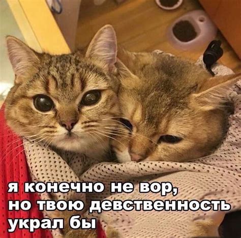 Коты подкаты