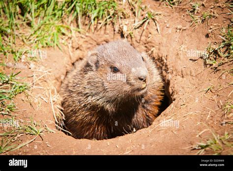 Groundhog Burrow