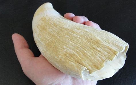 rare sperm whale tooth unearthed  valencina copper age megasite