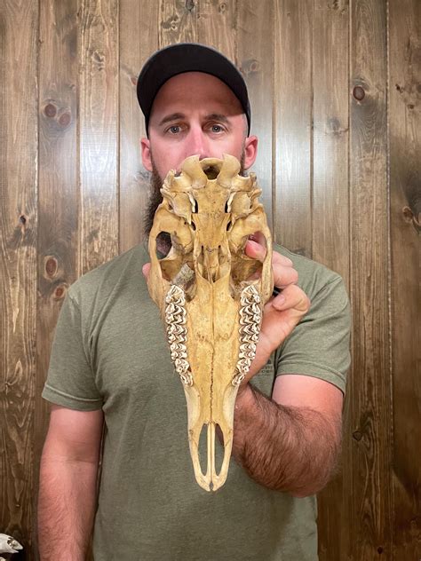 Real Whitetail Doe Skull Antler Horn Deer Mount Taxidermy Rack Cabin