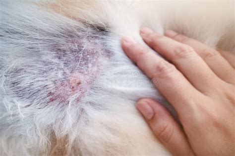 The Dermatitis In Dog,show Disease On Dog Skin Stock Image - Image of drip, intravenous: 150940323