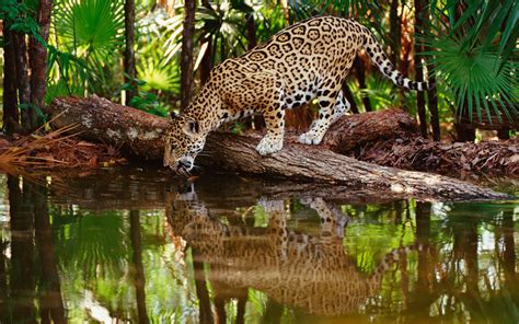 Wild Animals Wallpaper HD Free Download
