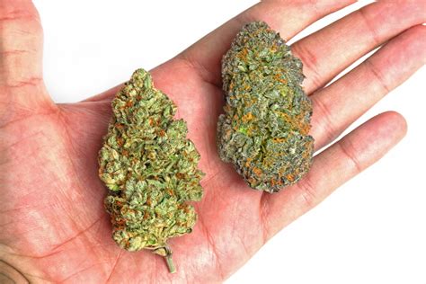 PGr Weed Vs. Non-PGr: Which One REALLY Grows Better?