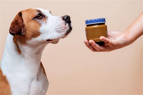 Can Dogs Eat Peanut Butter? – Jinx