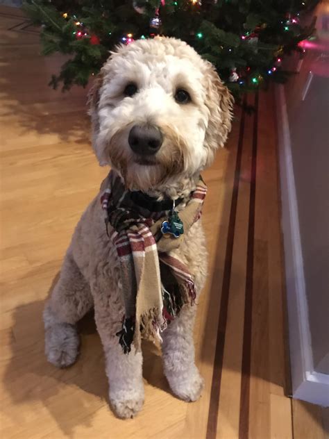 Merry Christmas! : r/Goldendoodles