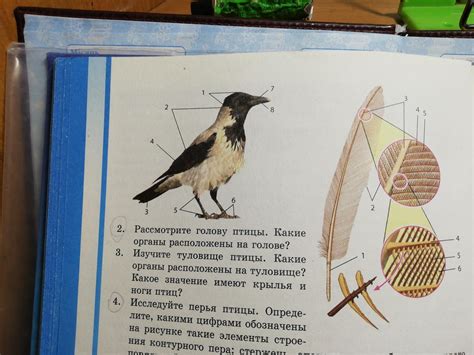Пометьте все указанные на фото части птицы и пера - Школьные Знания.com
