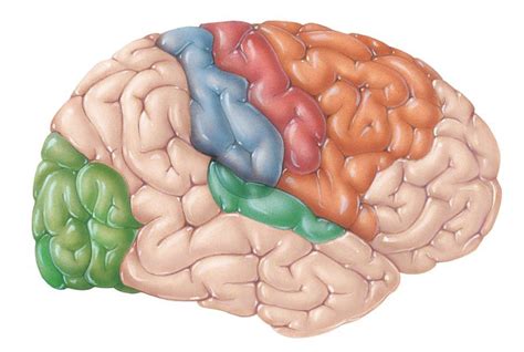 unit  lateral view   cerebral hemisphere diagram quizlet