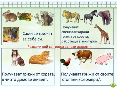 Животните около нас - 2 клас - В. П.