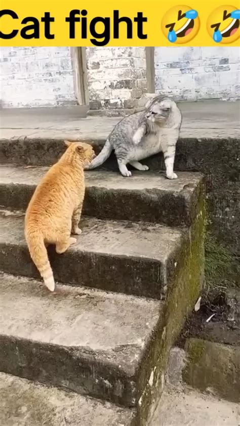 CAT fight - One News Page VIDEO