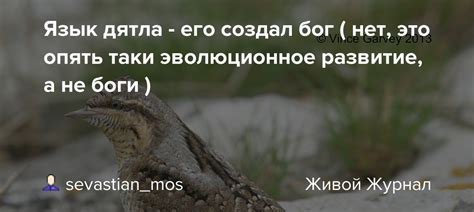 Язык дятла - его создал бог ( нет, это опять таки эволюционное развитие ...