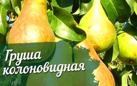 Груша Колоновидная Медовая: описание сорта с фото и видео, отзывы ...
