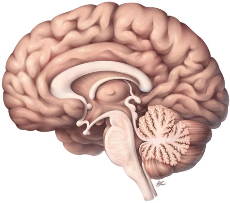 Lab 6 Medial Brain Anatomy Diagram Diagram | Quizlet