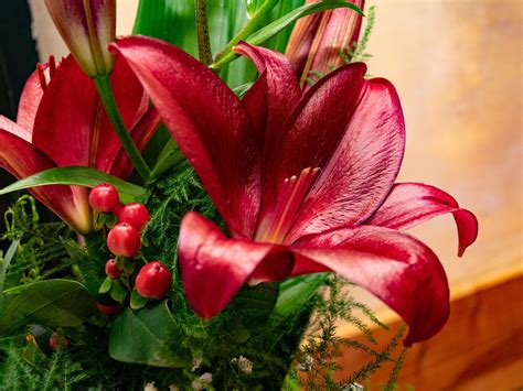 bunga orchid mekar foto gratis  pixabay pixabay