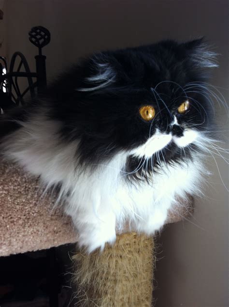 Sinfuldeeds Persian: You Have To See This