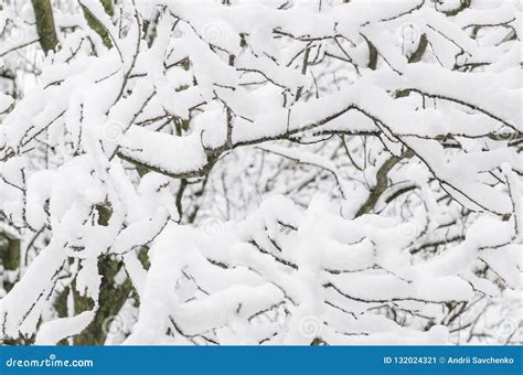 Snow covered tree branches stock image. Image of landscape - 132024321