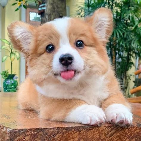 meet baby  adorable corgi puppy whos   steal  heart