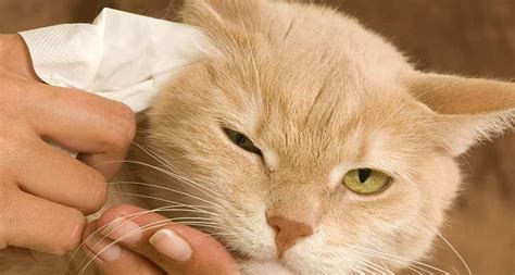 Essential Guide to Cat Ear Cleaning: Tips and Techniques - petsandvet.com