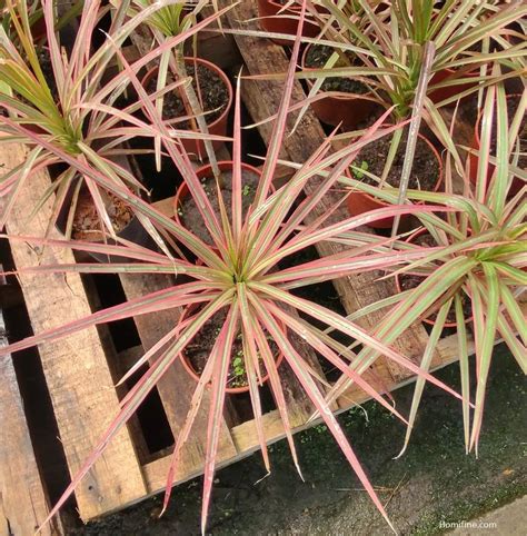 7+ Best Dracaena Plants To Grow At Home ~ Homifine.com