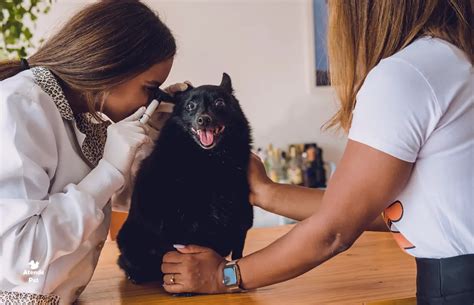 Como Se Tornar Um Veterinario - 6