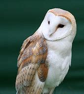 Owls - Pictures, Information, Sounds | The Aviary at Owls.com - species ...