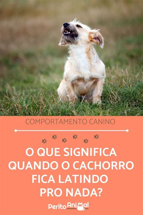 Cachorros Latindo Pro Nada - O que significa quando o cachorro fica latindo pro nada? - 5 explicações!