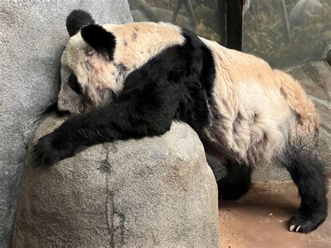 Autopsy reveals giant panda Le Le died of heart disease at US zoo | South China Morning Post