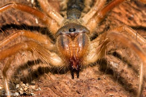 Solifuge Photos, Solifuge Images, Nature Wildlife Pictures | NaturePhoto