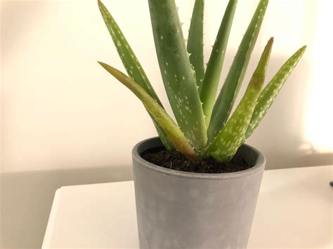 How to Save an Overwatered Aloe Plant: Mistakes You're Making and How to Fix Them — Gardening ...