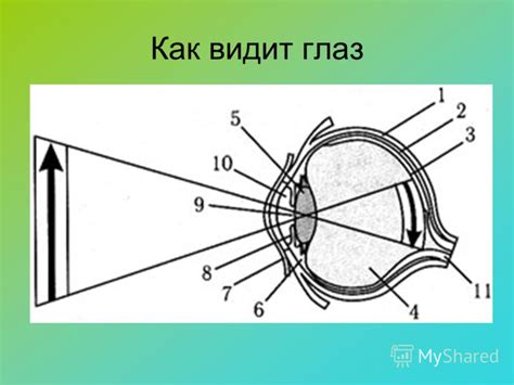 Презентация на тему: "Оптические приборы линза, лупа; человеческий глаз ...