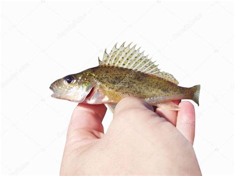 Eurasian Ruffe — Stock Photo © saz1977 #12267143