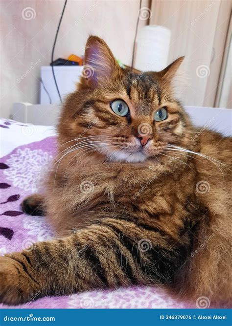 Striped Feline Strikes a Pose: the Perfect Tiger-Patterned Cat Moment
