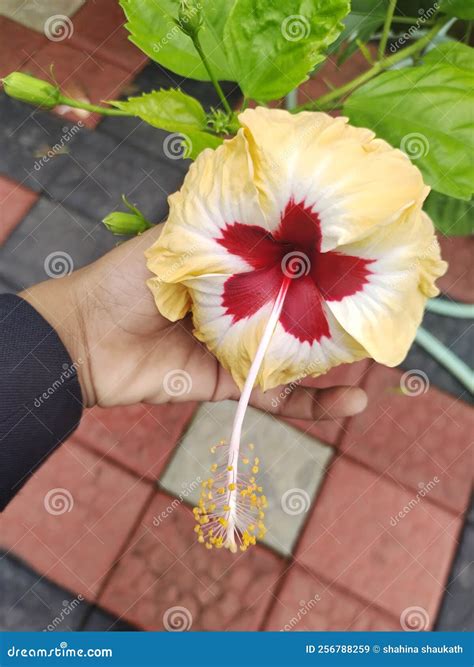 Hibiscus Flower Double Colour Stock Image - Image of double, colour