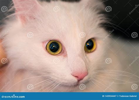 Eyes and Face of a Turkish Angora Cat Stock Image - Image of turkish ...