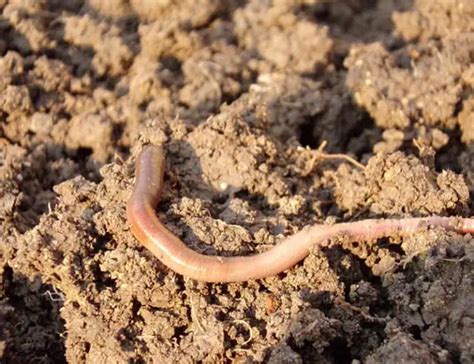 worm facts   surprise