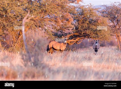 South Africa, Kalahari Desert, Oryx gazelle, or gemsbok (Oryx gazella