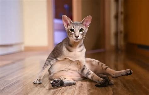 Top 14 Beautiful, Weird, and Unique Cat Breeds