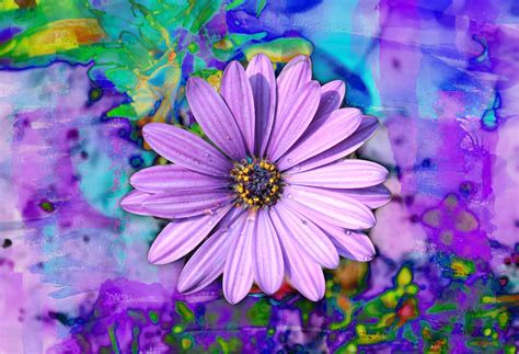 Purple African Daisy Blooms Graphic by JLBIMAGES · Creative Fabrica