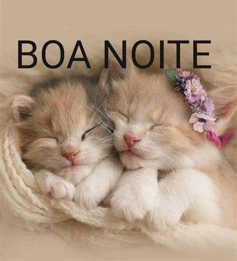 Boa Noite Gatos Fofos